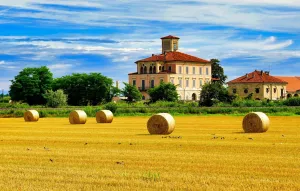 Сено и птицы