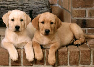 Щенки лабрадора
