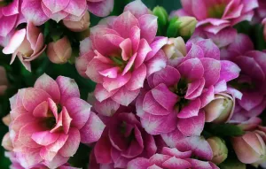 Каланхоэ Блоссфельда