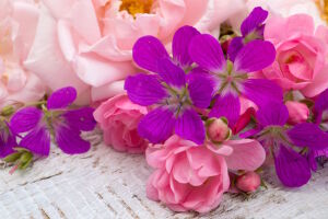 Цветы крупно