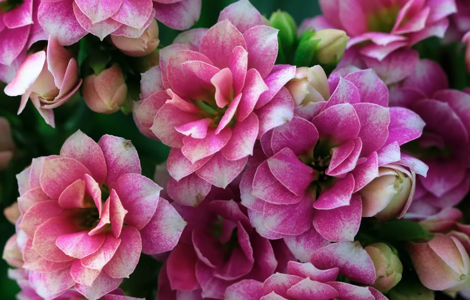 Каланхоэ Блоссфельда