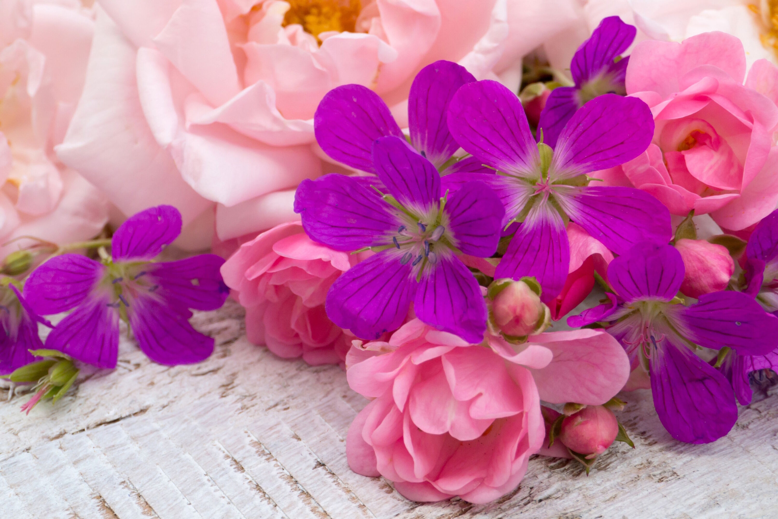 Цветы крупно