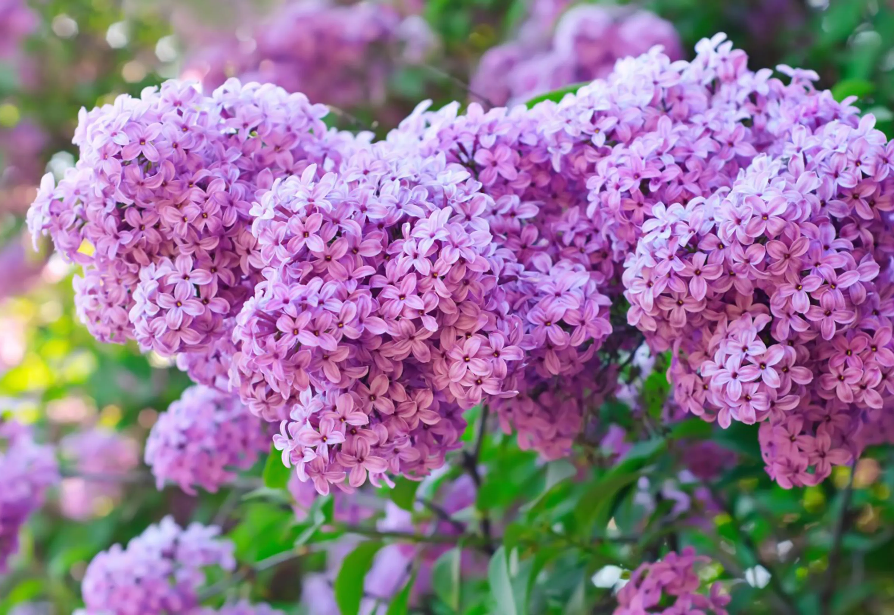 Цветы сирени