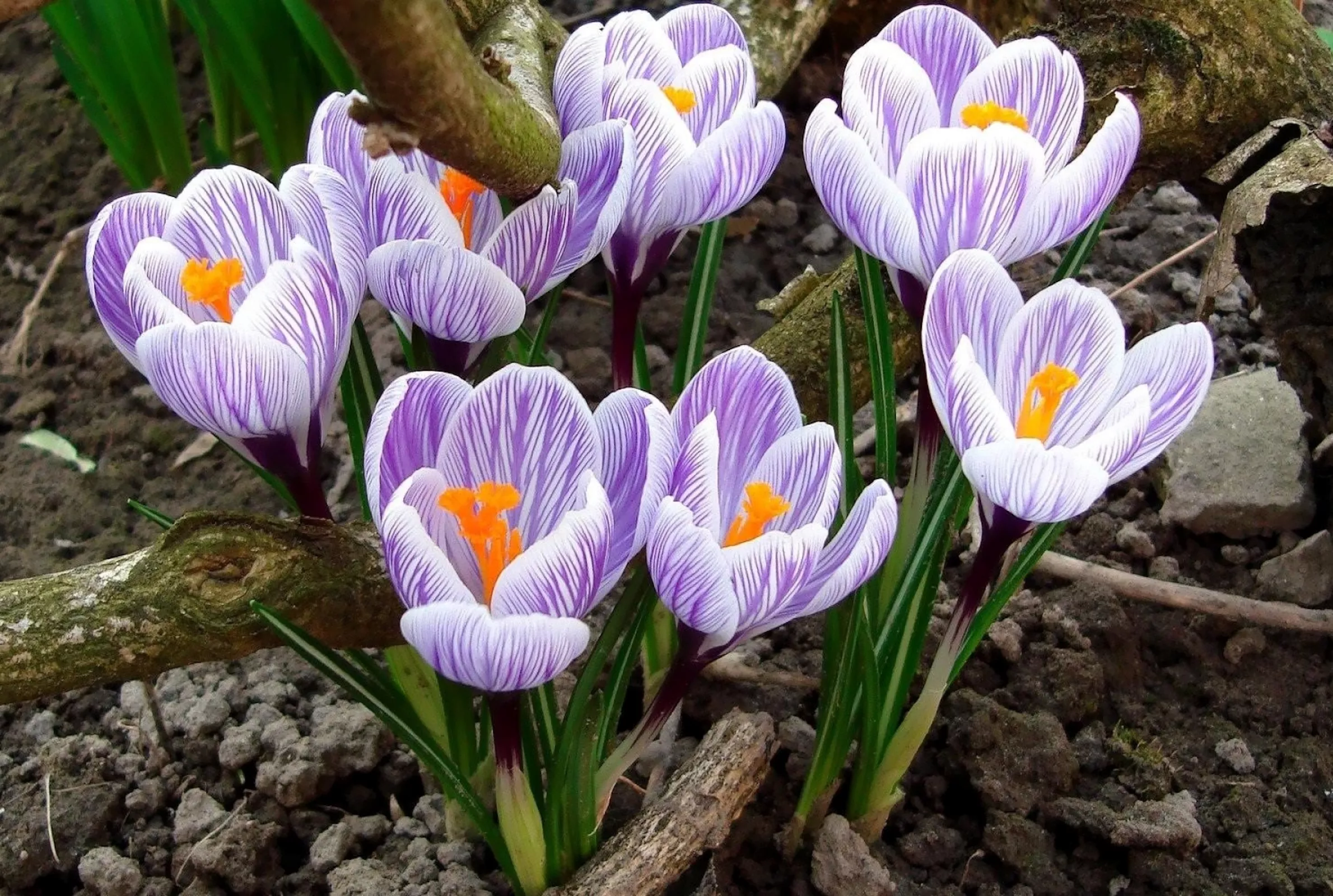 Полосатые крокусы