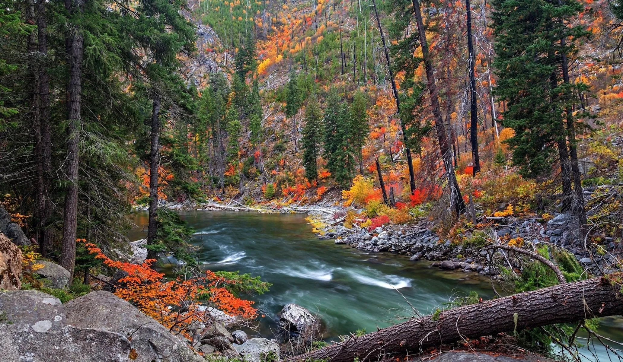Быстрая река в лесу