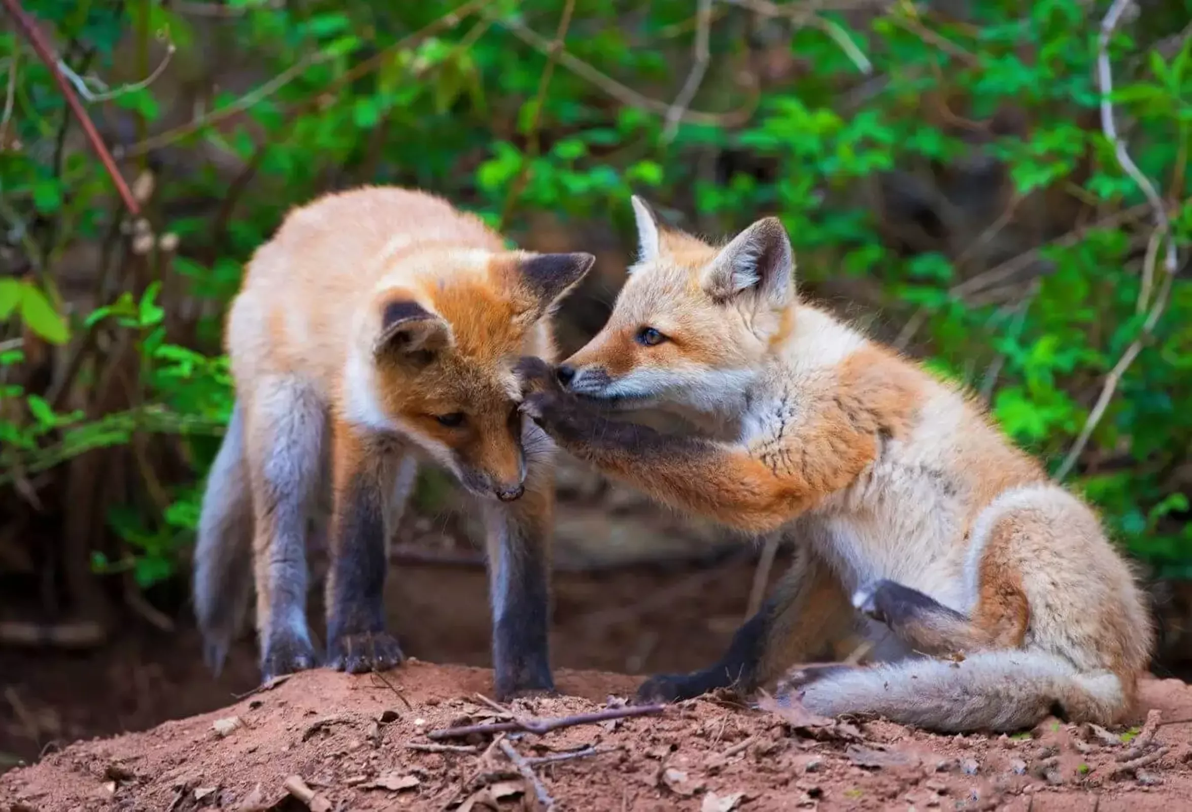 Две маленькие лисички