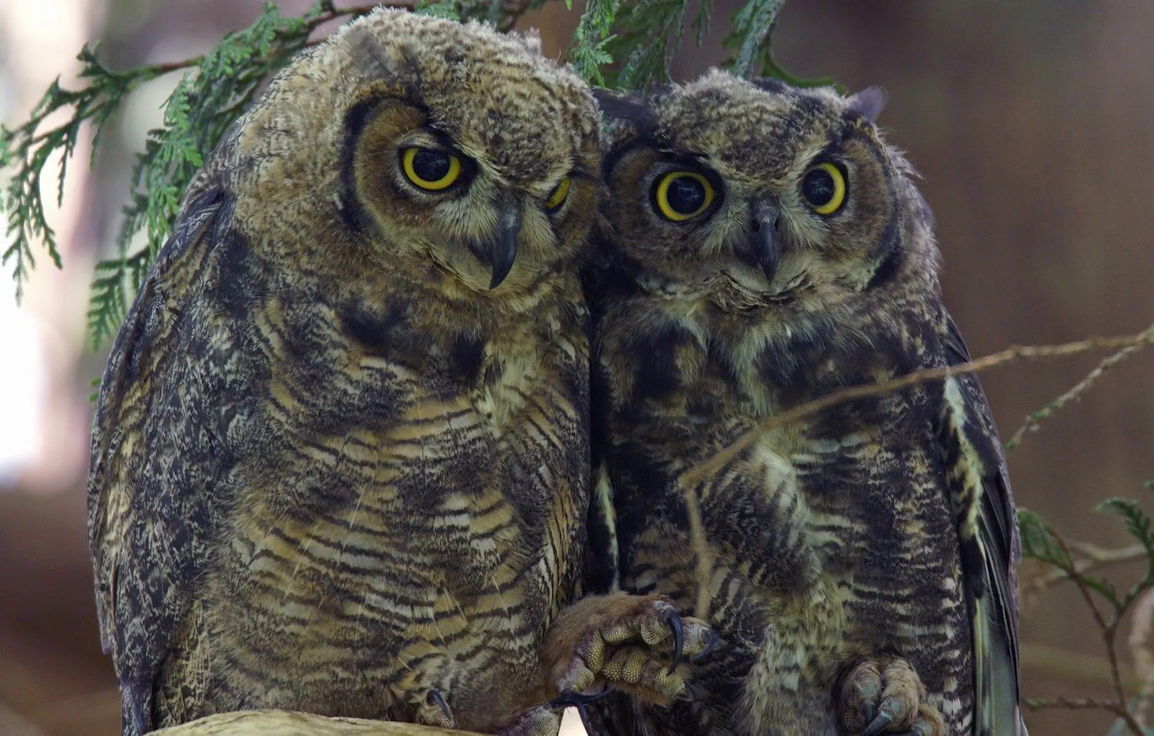 Две совы на дереве