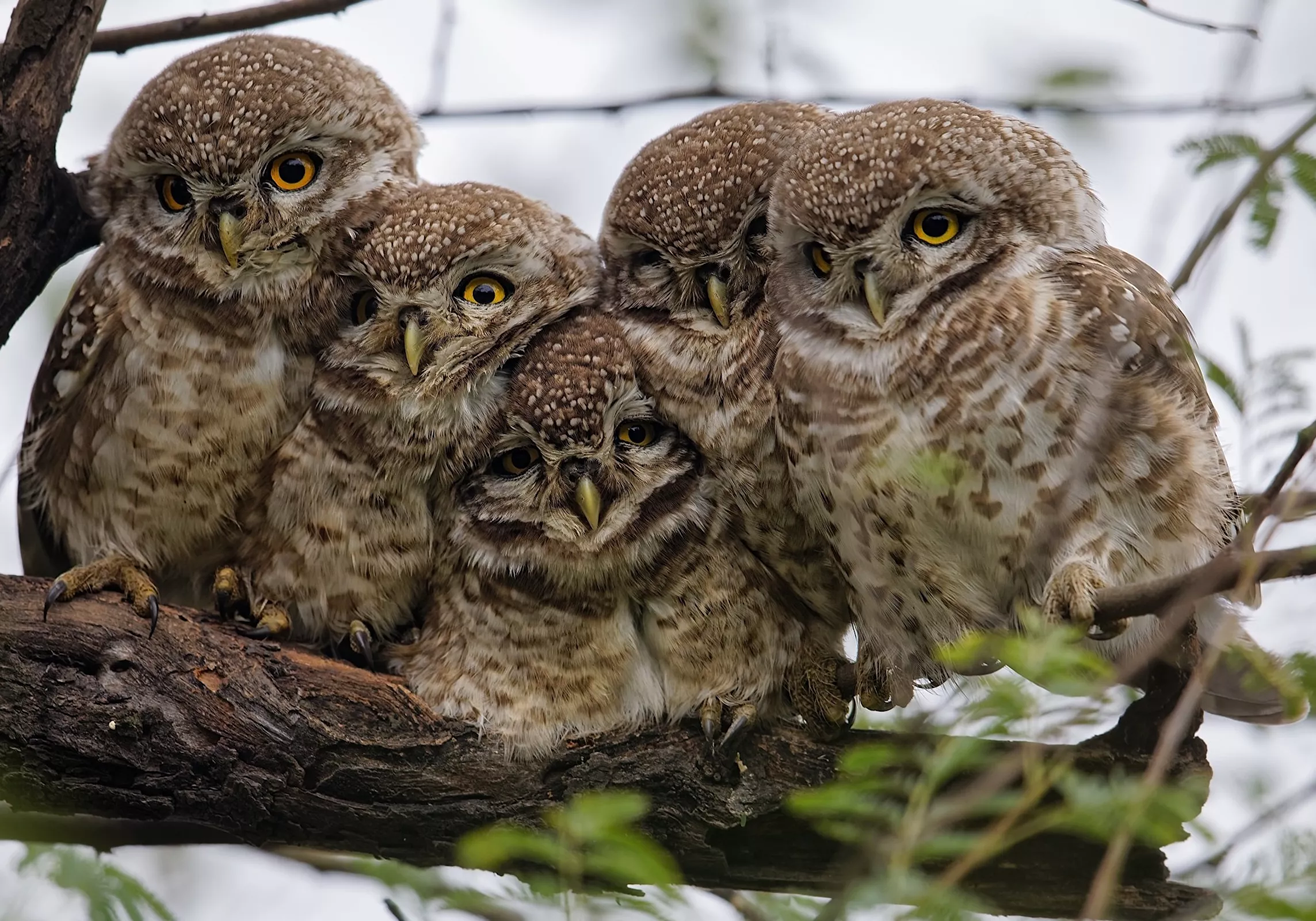 Кучка сычей