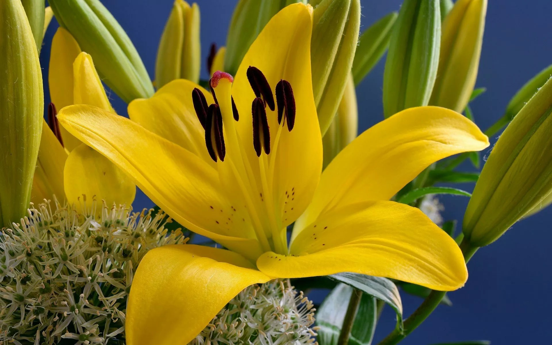 Лилейник жёлтый