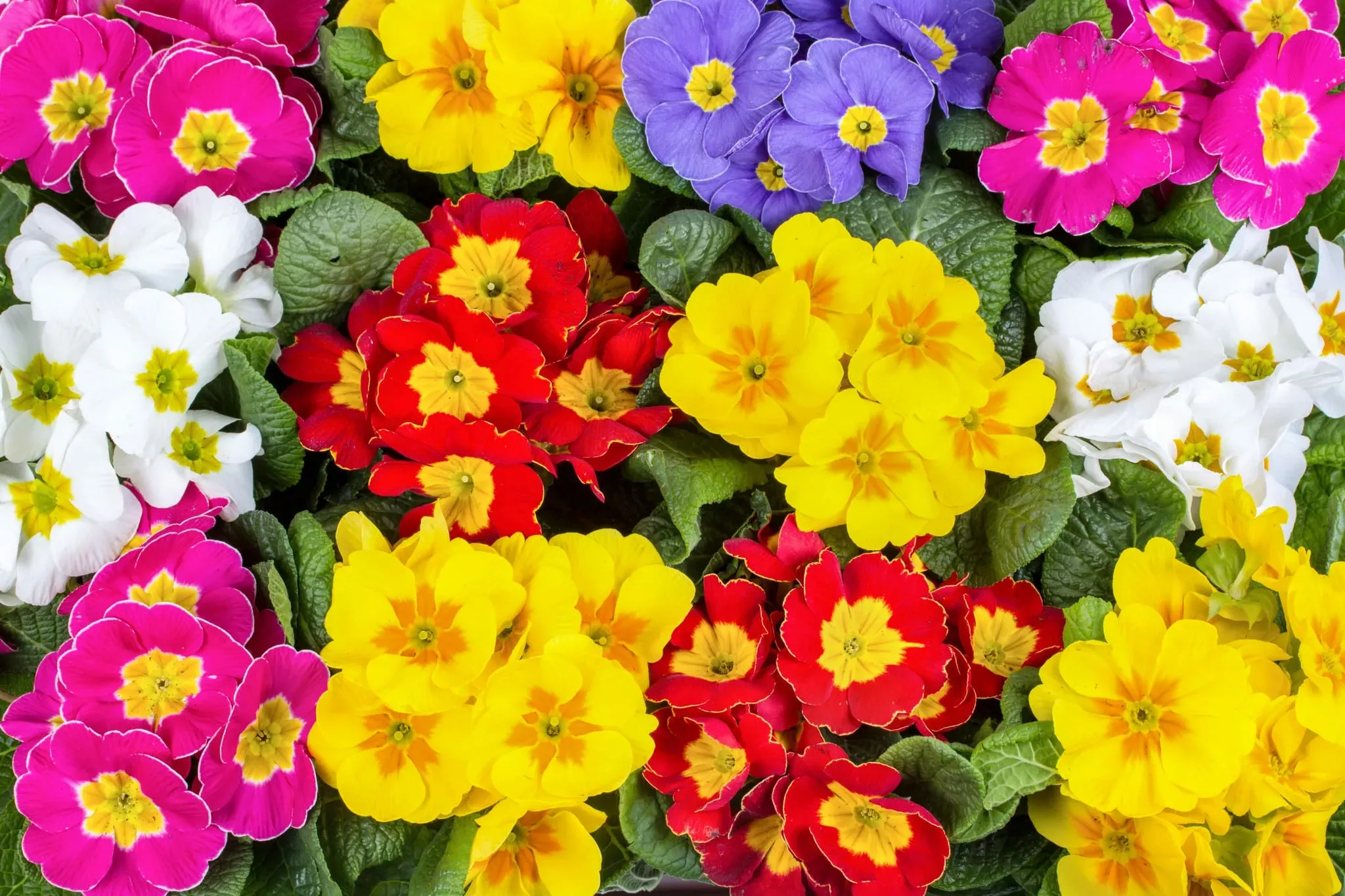 Примула микс