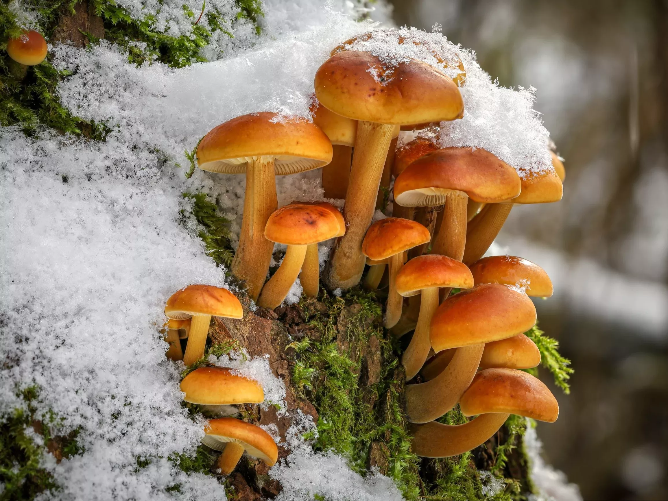 Грибы под снегом