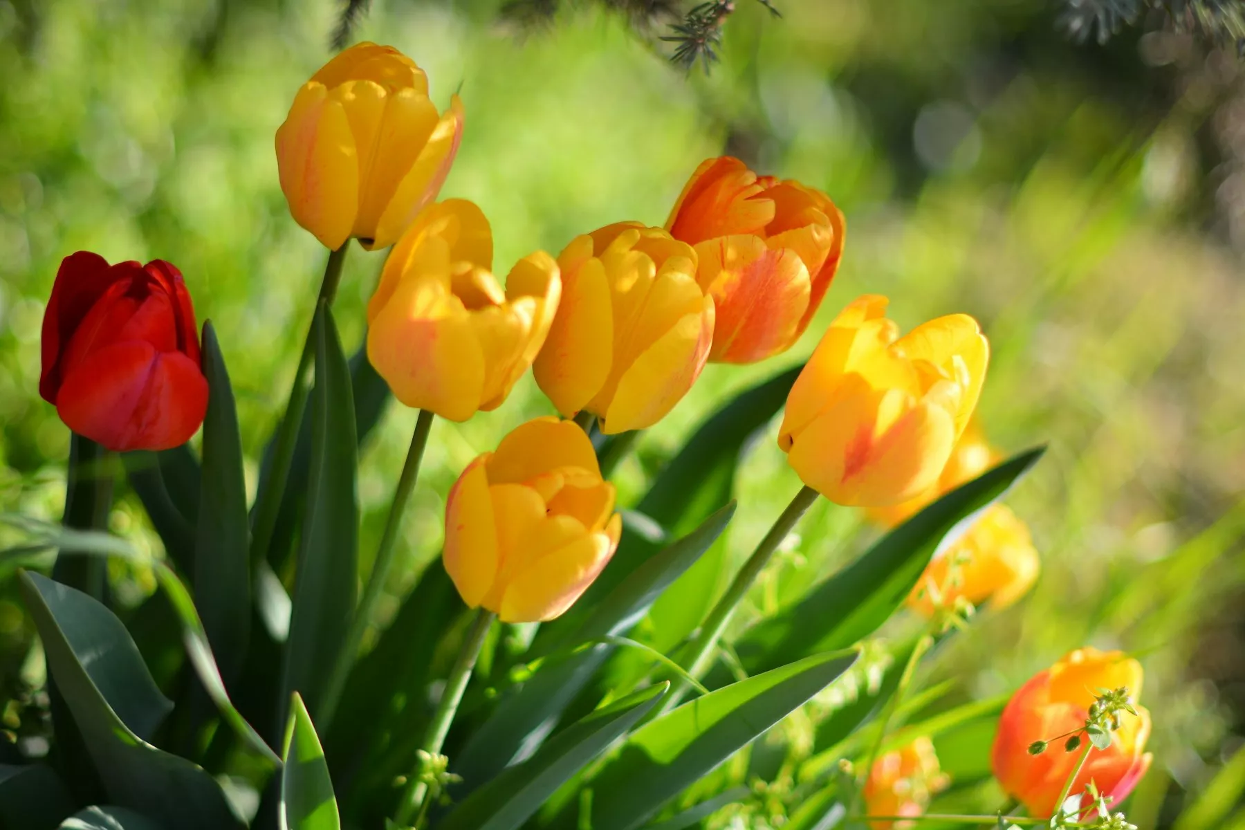 Оранжевые тюльпаны