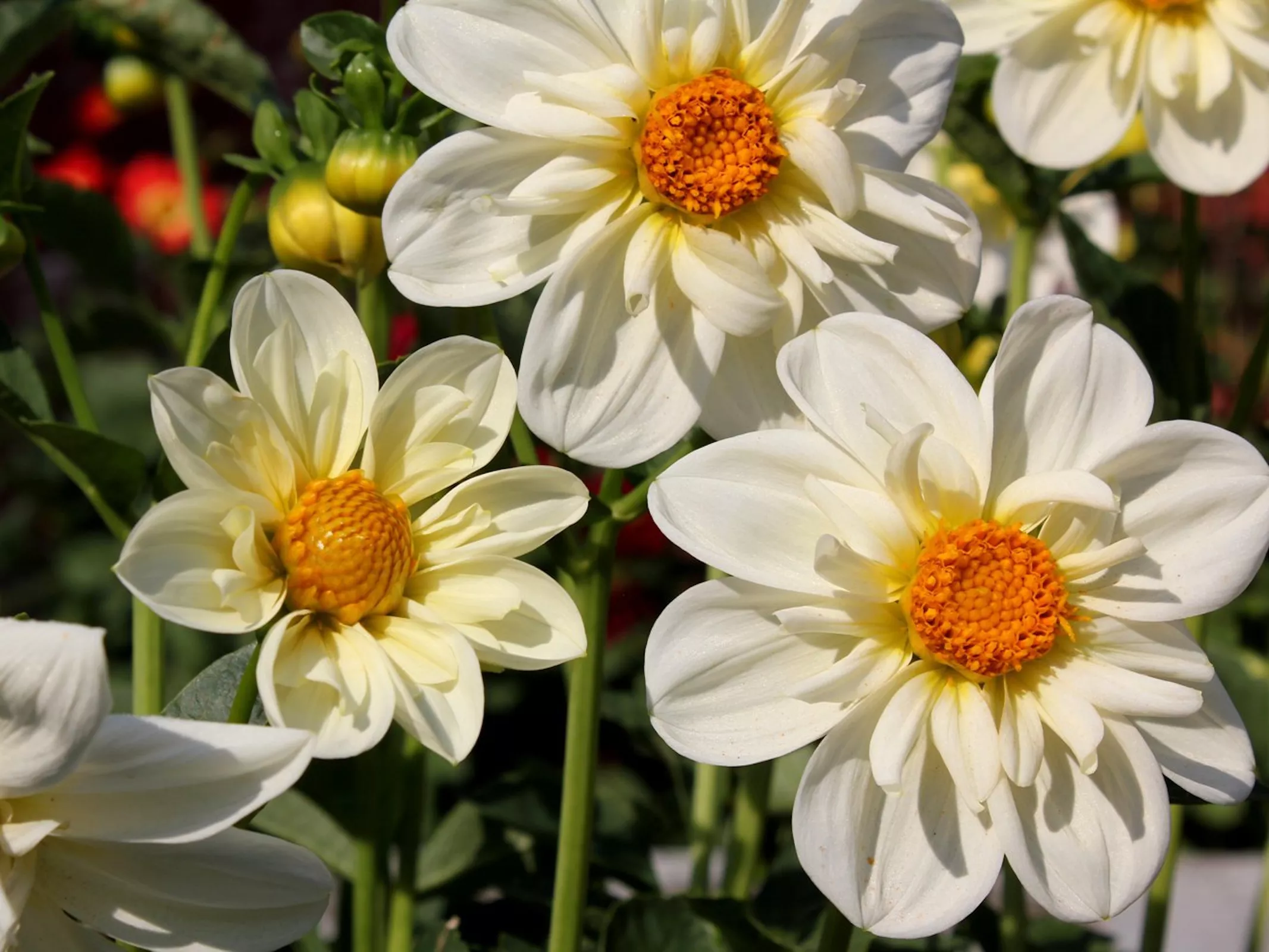 Белый георгин