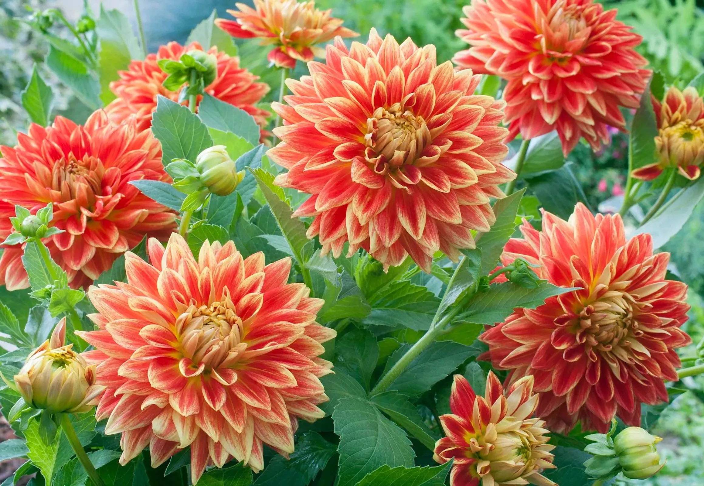 Огненные георгины