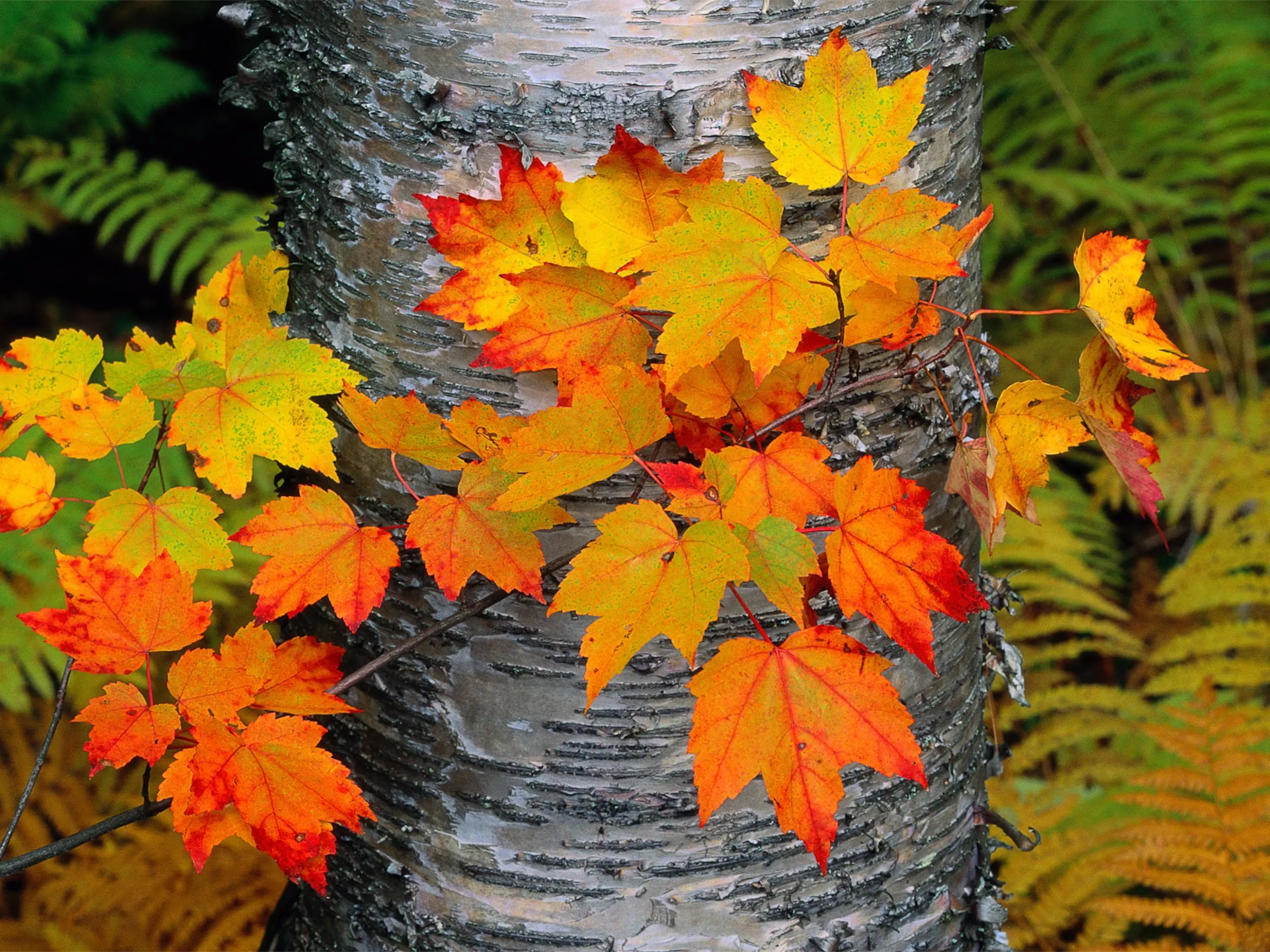 Листья на стволе