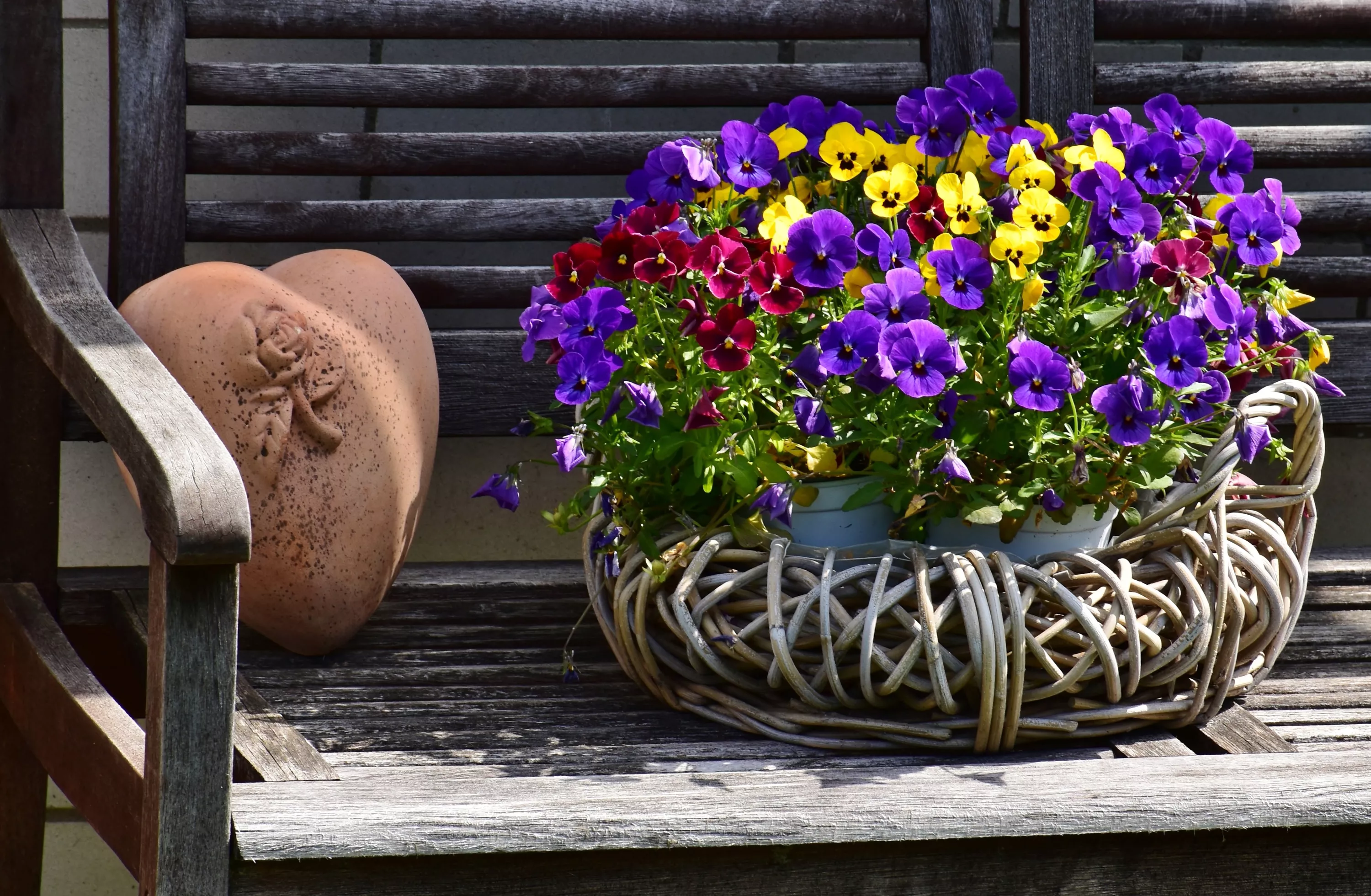 Разноцветные фиалки в корзинке