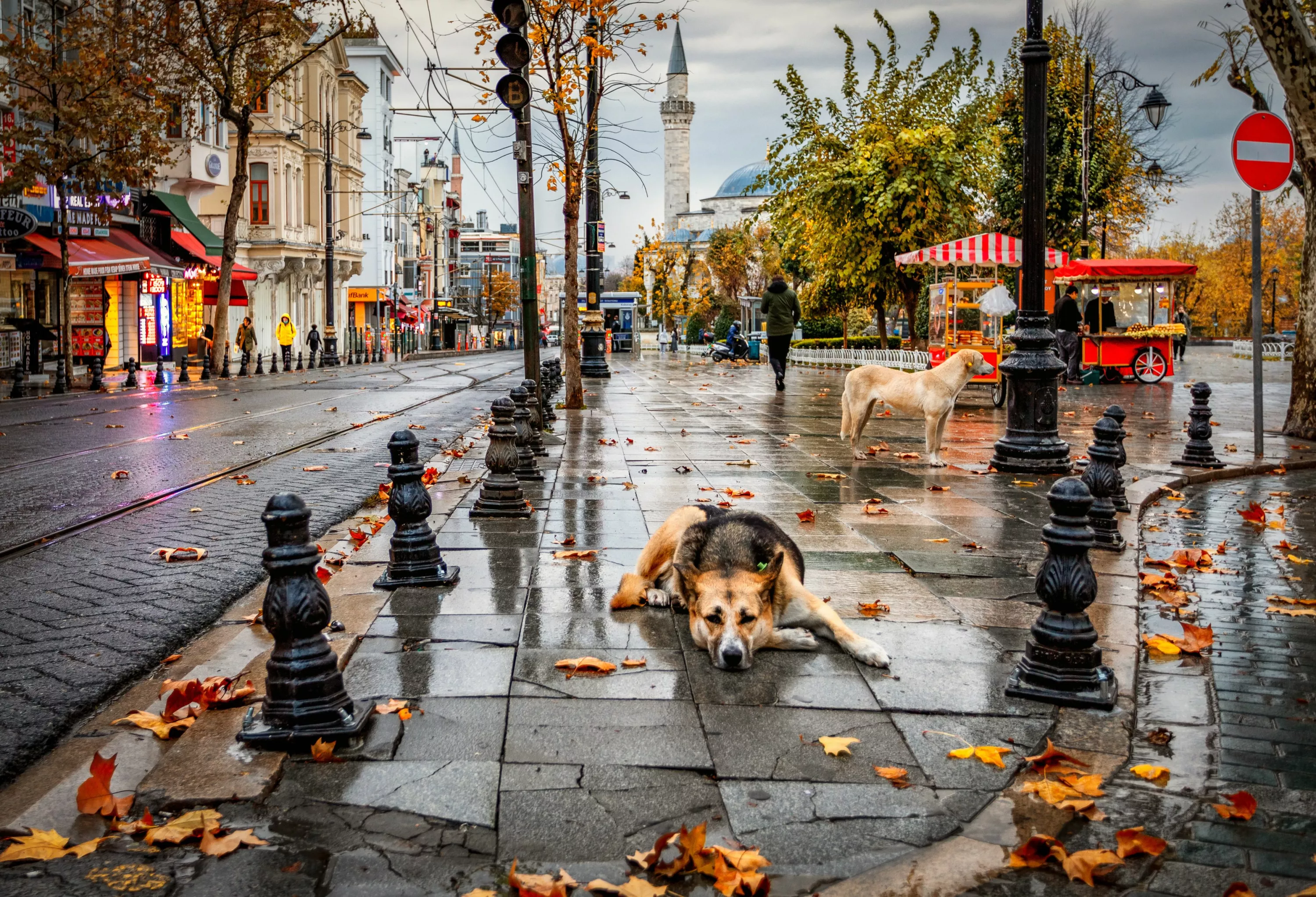 Собаки на улице