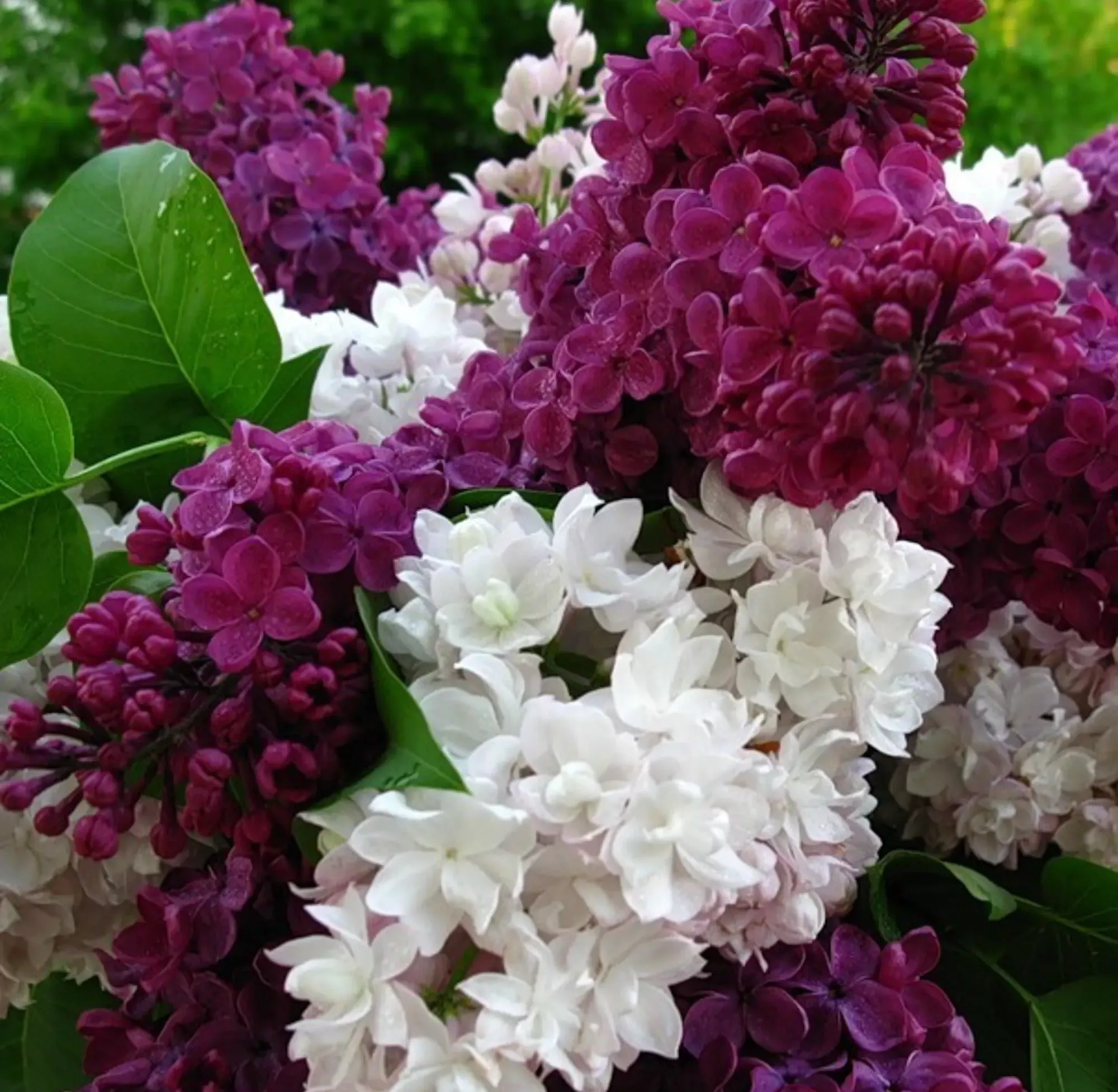 Букет сирени двух цветов