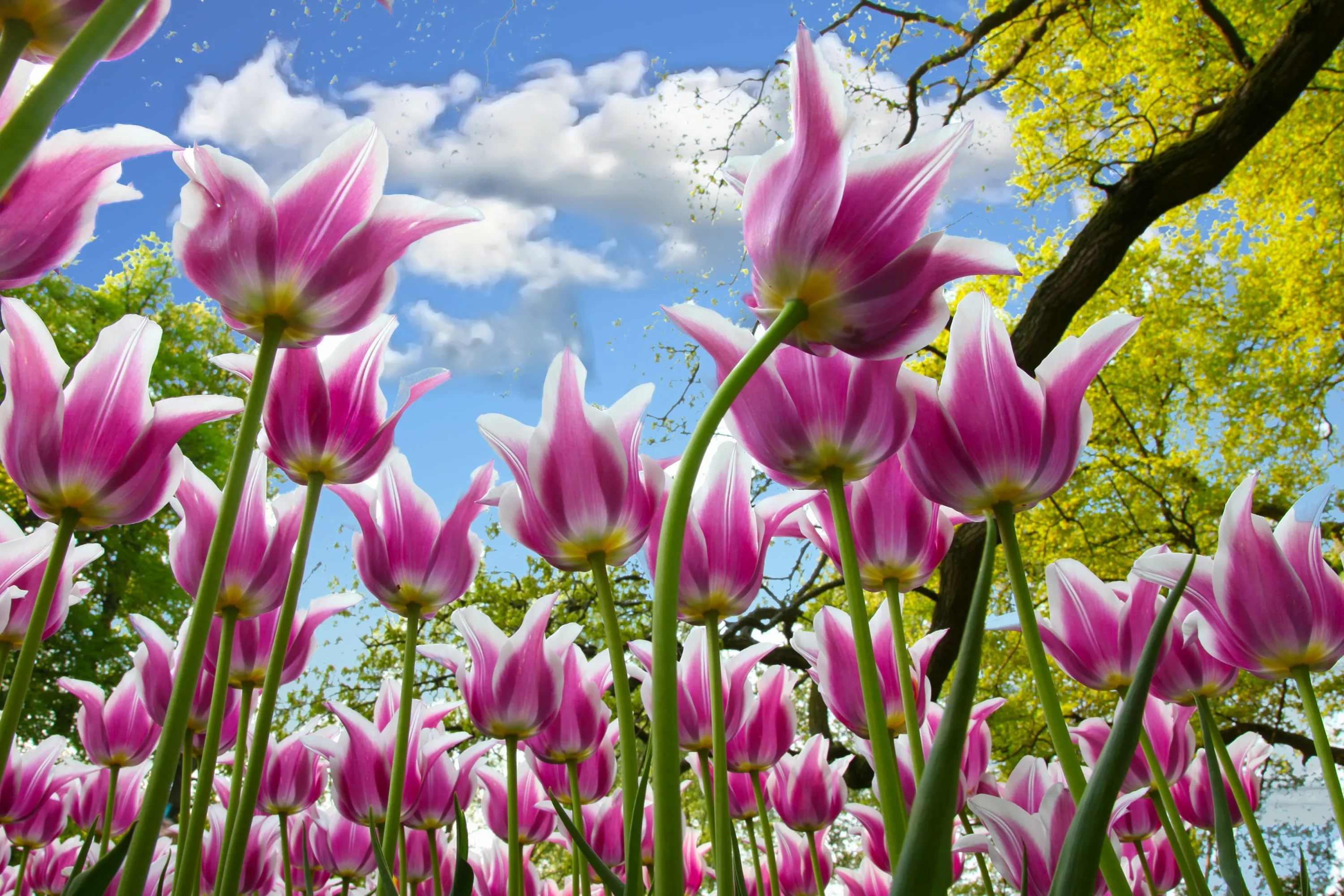 Лиловые тюльпаны