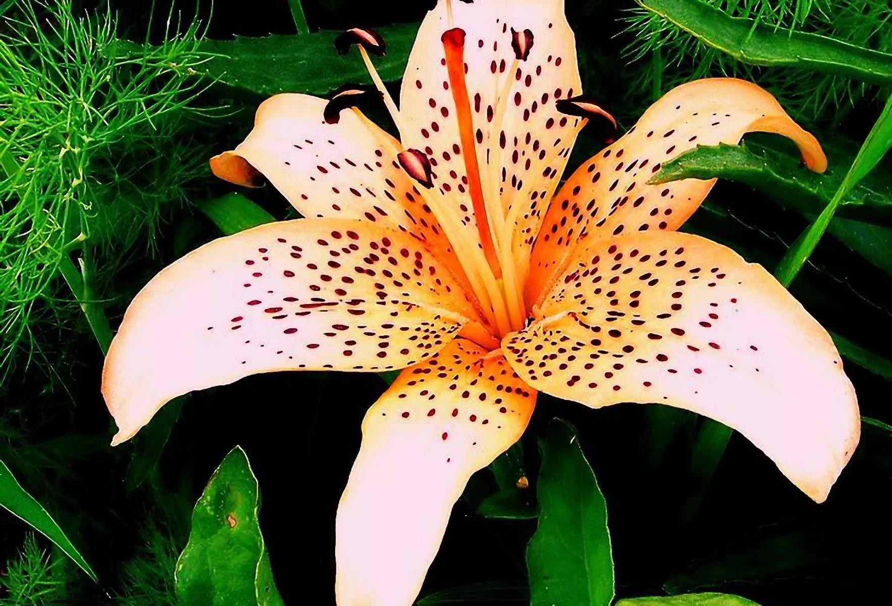 Лилия с пятнышками