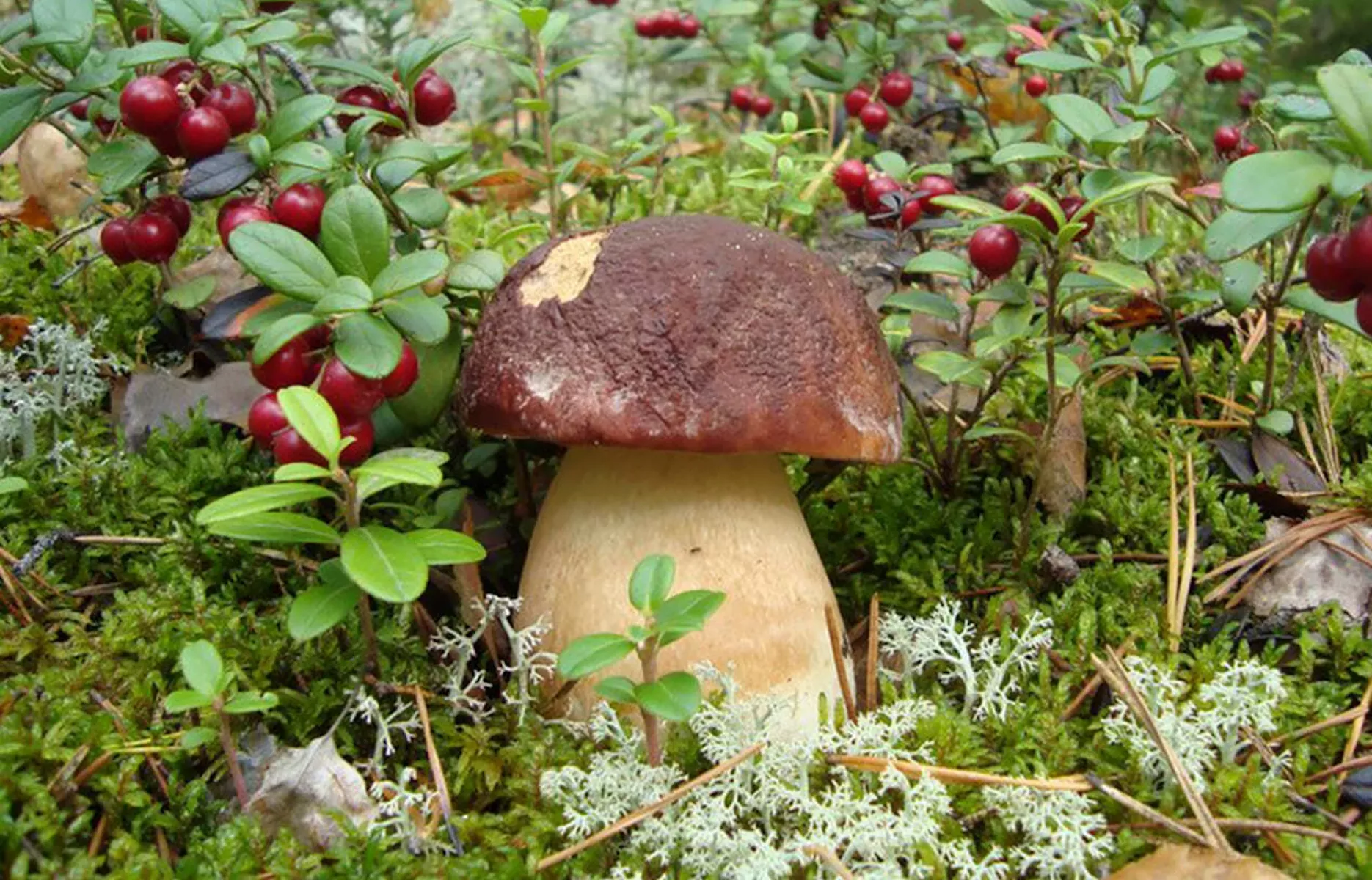 Гриб и лесные ягоды