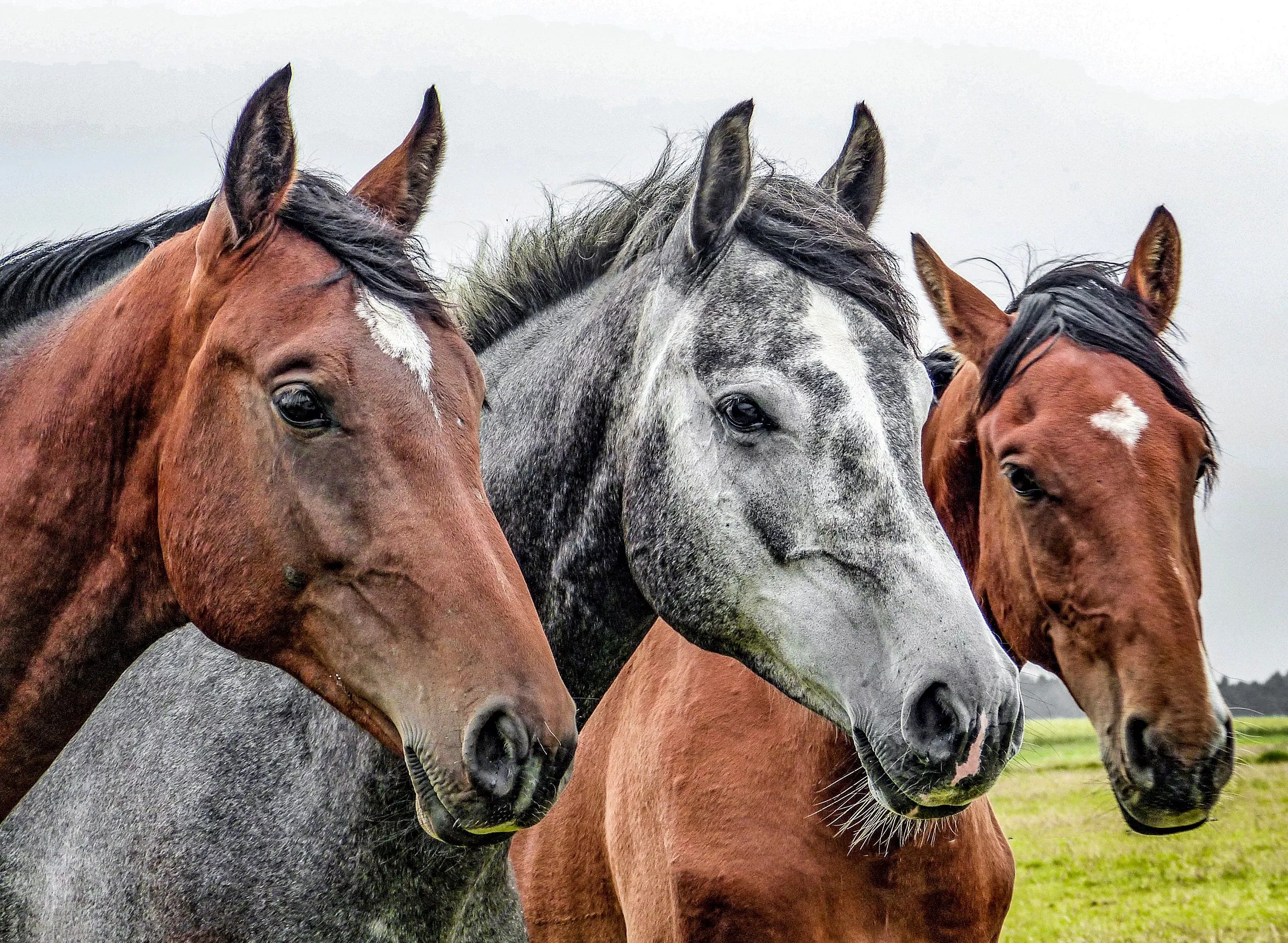 Лошади красавцы