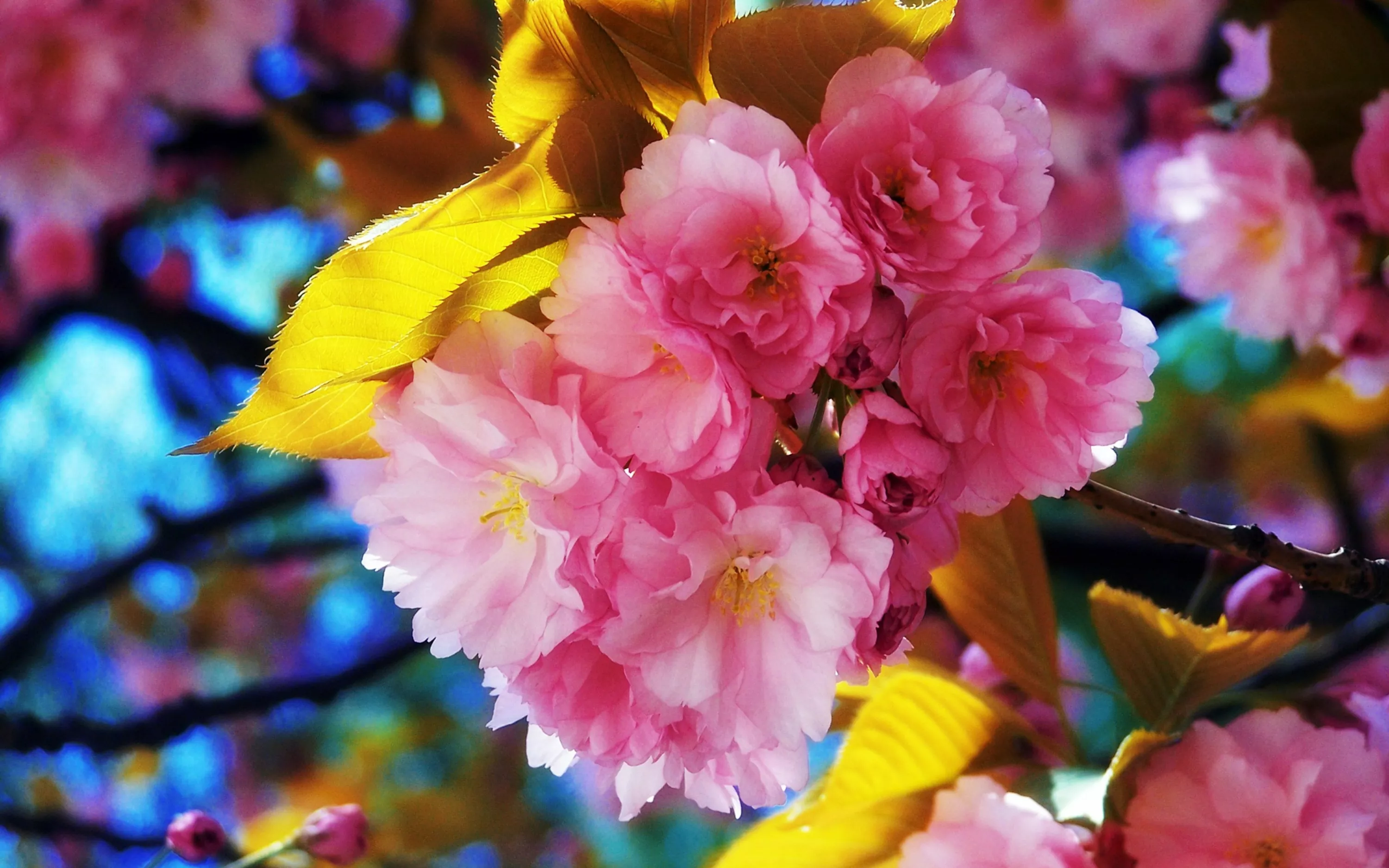 Красивый цвет вишни