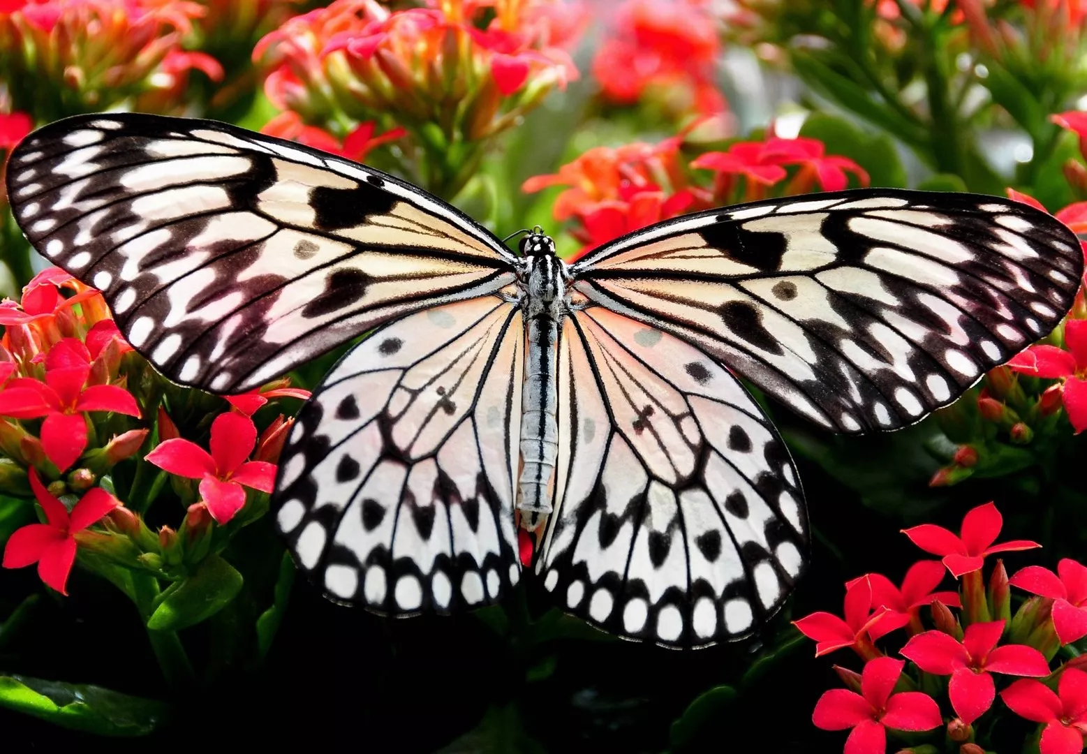 Черно-белая бабочка