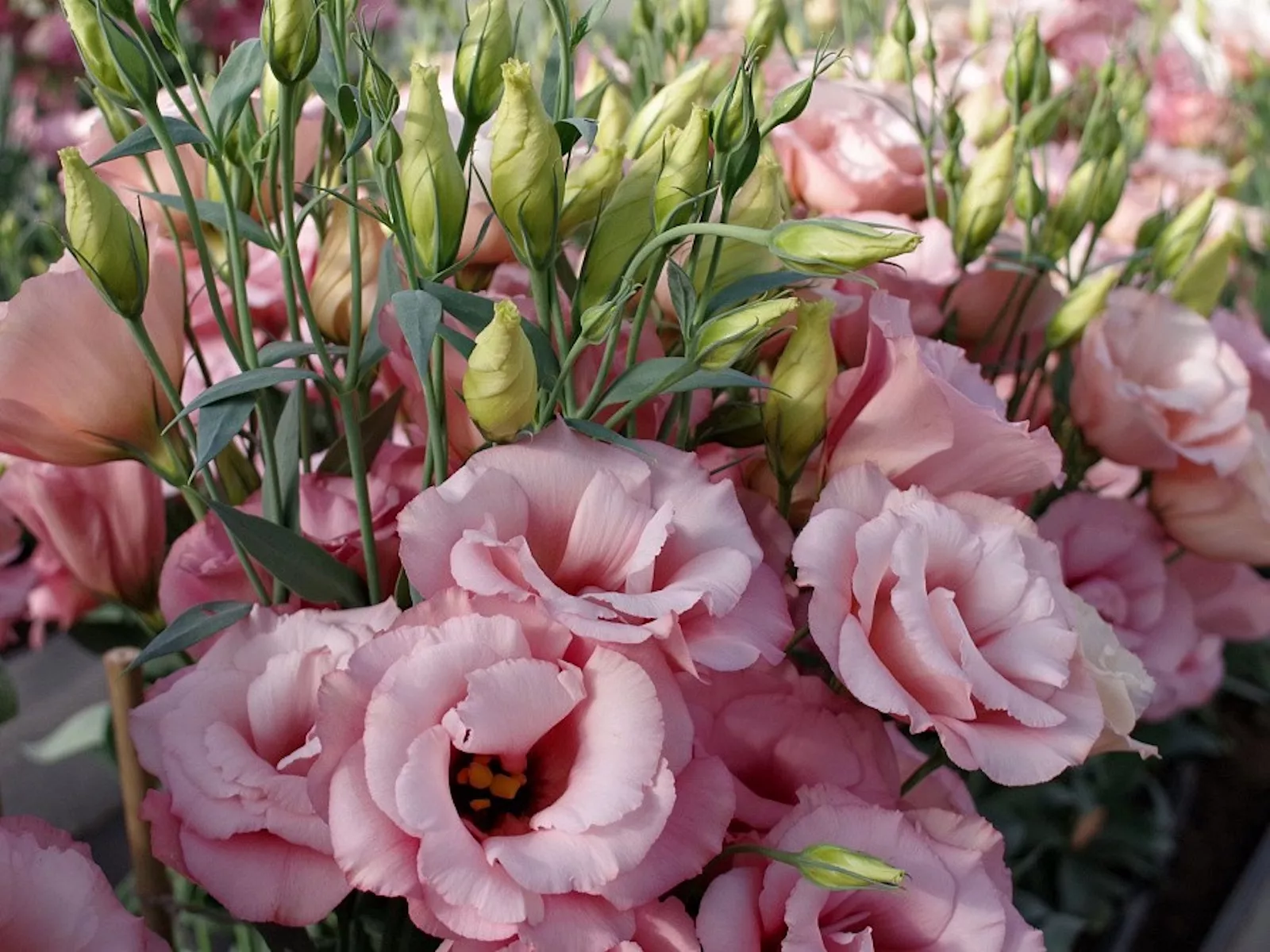 Розовые цветы эустомы