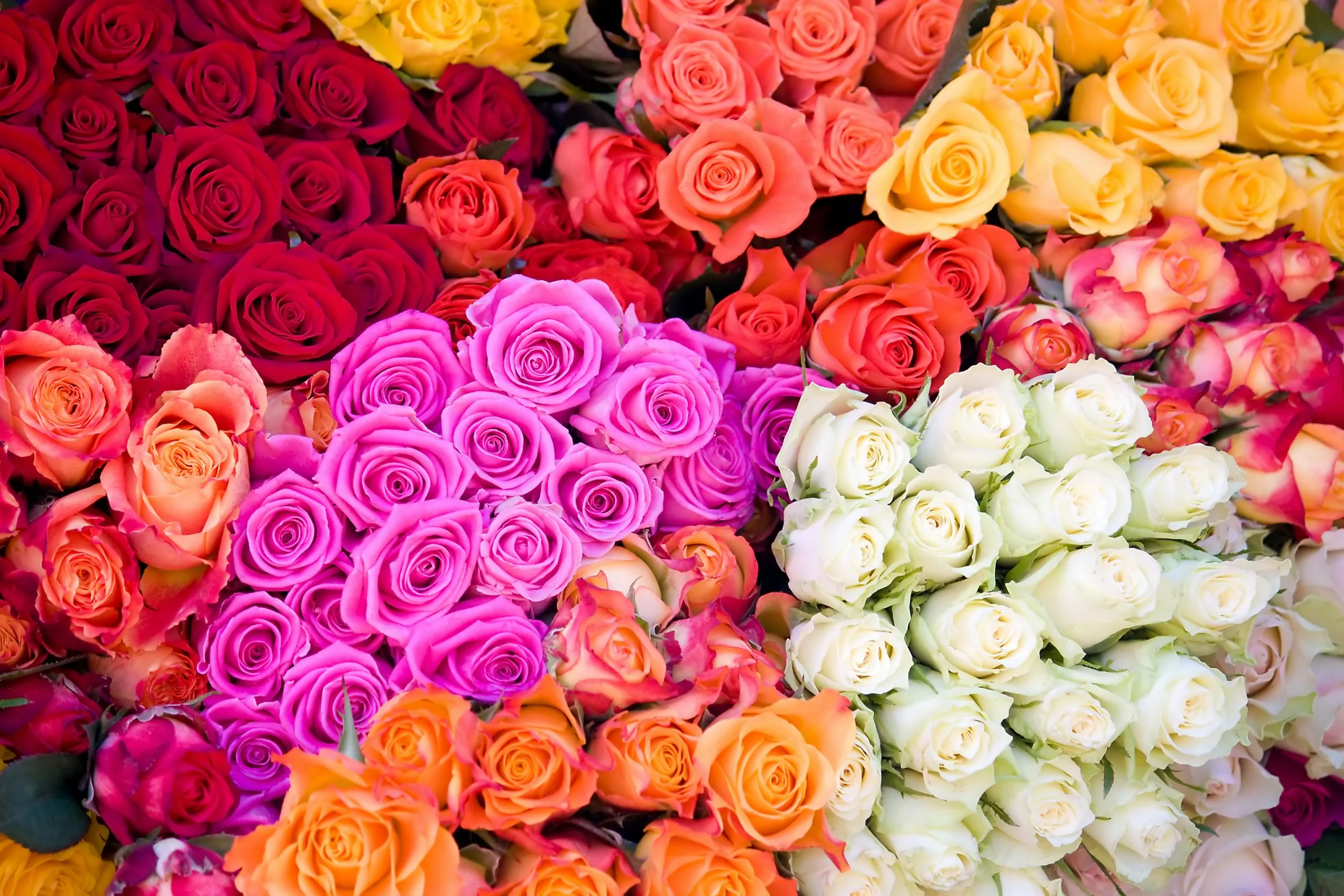 Такие разные розы