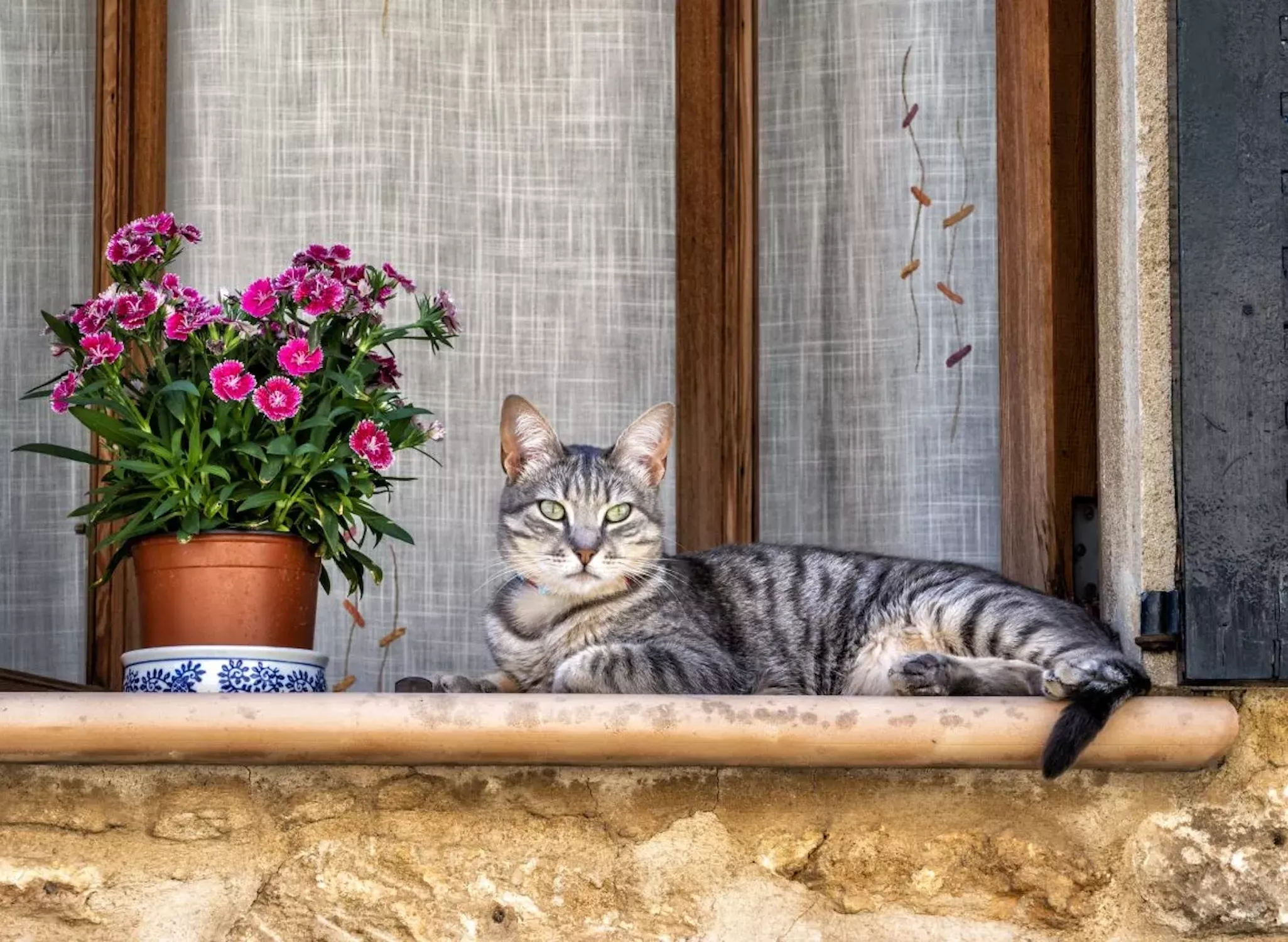 Кот и цветы в горшке