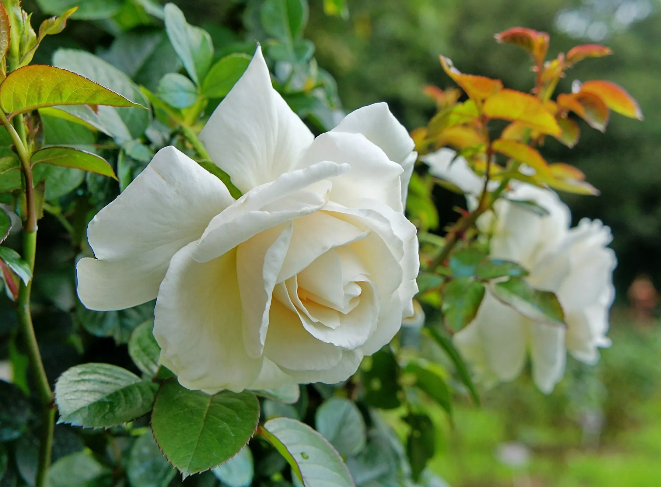 Белая кустовая роза