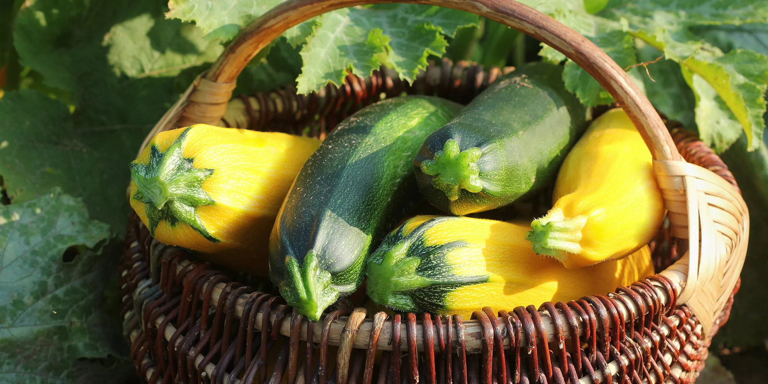 Молочные кабачки