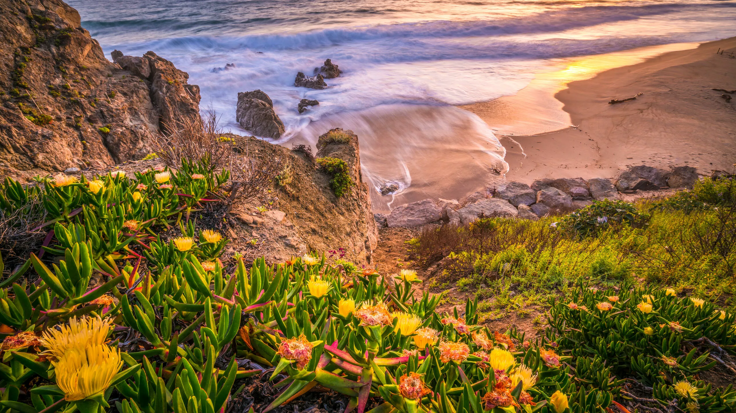 Цветы у морского берега