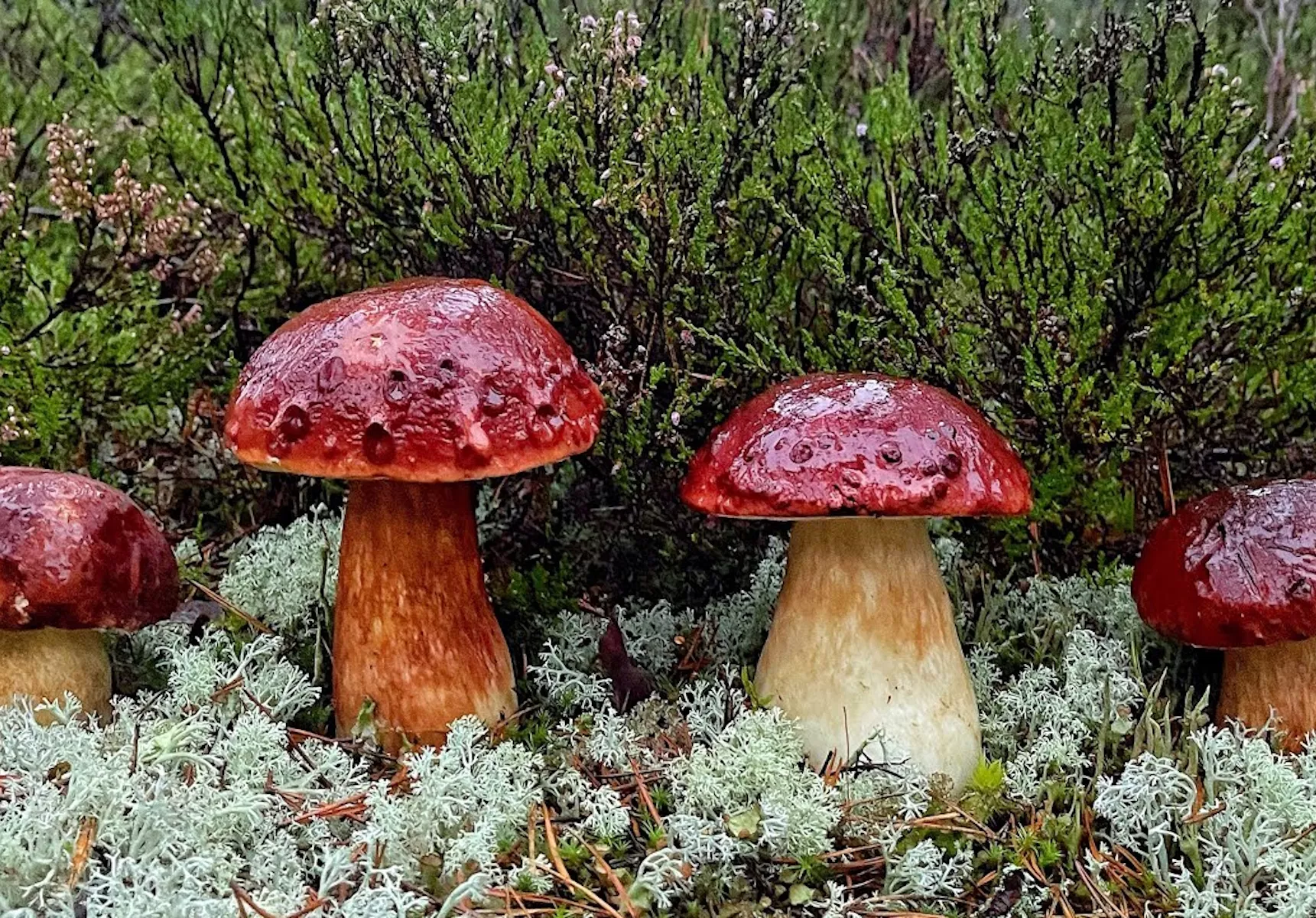 Грибы после дождя