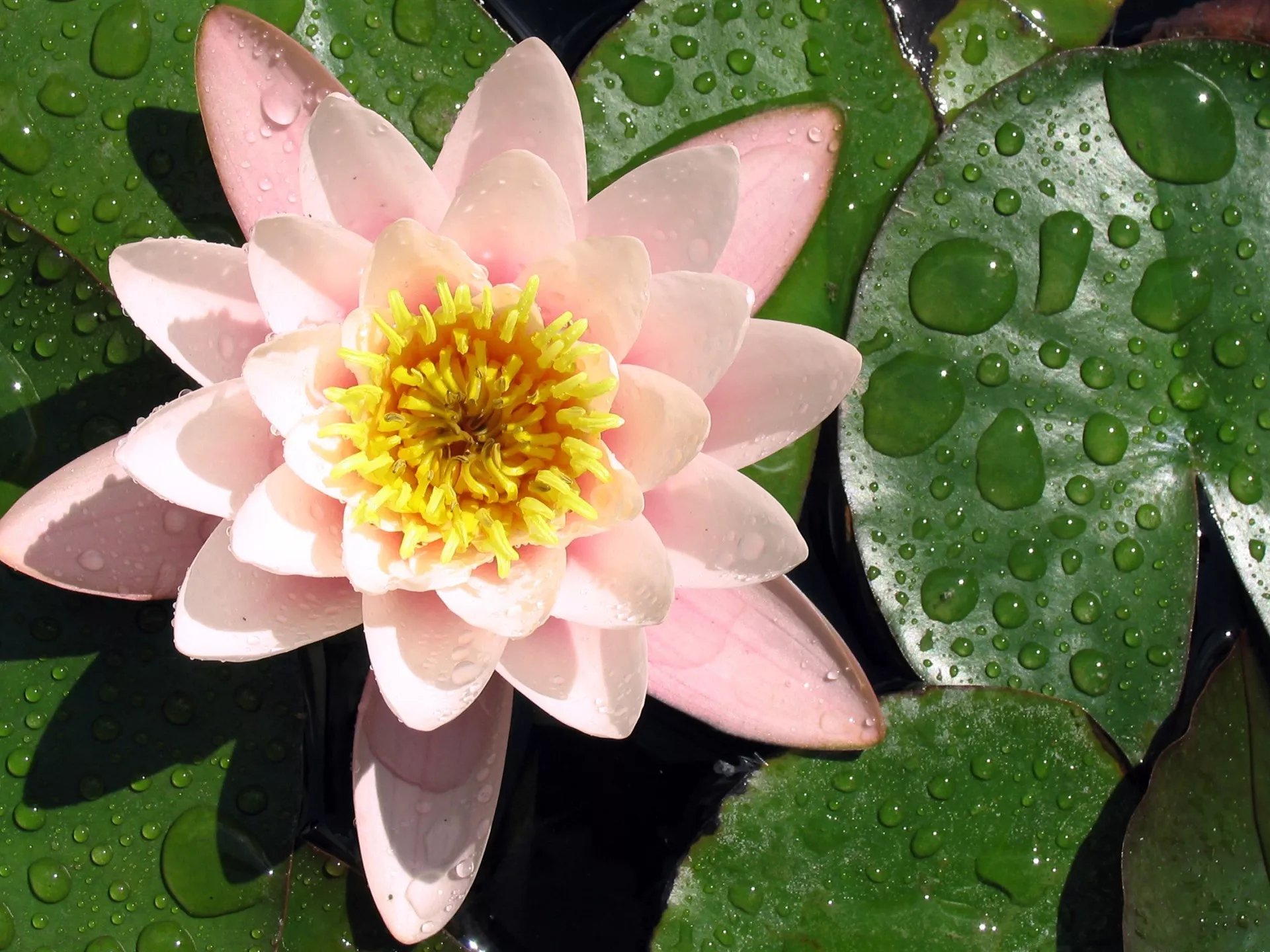 Розовая кувшинка и капли