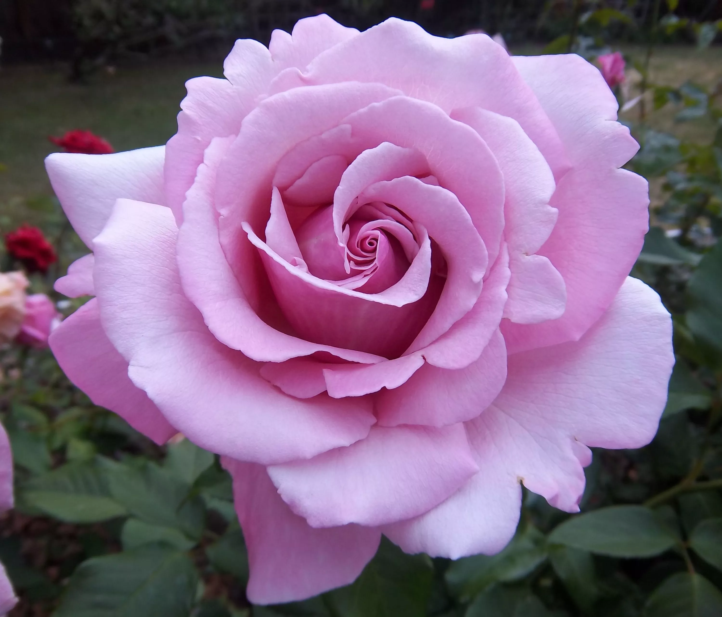 Сиреневая крупная роза