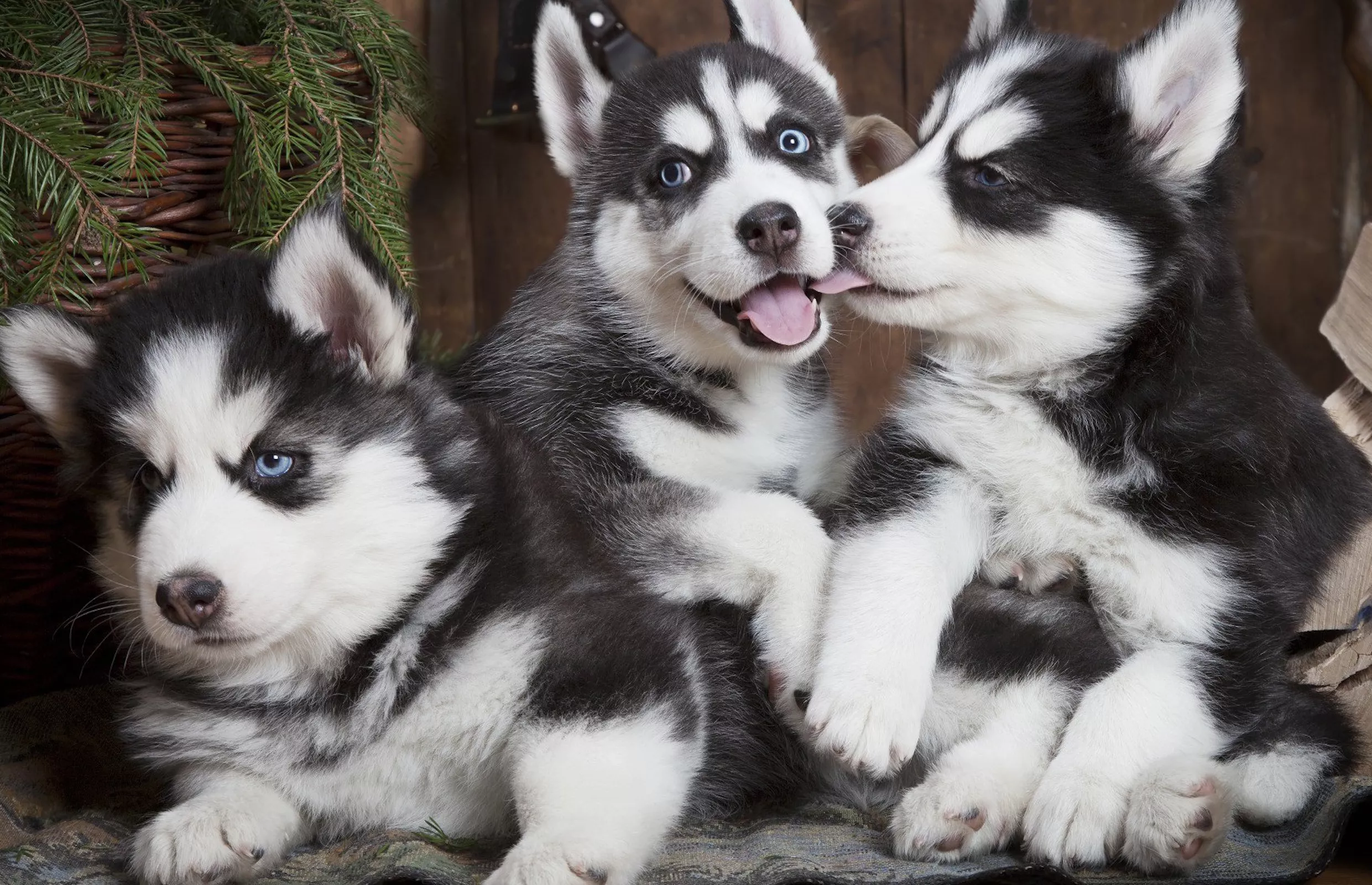Щенки сибирской хаски