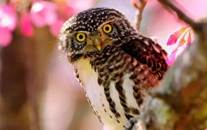 Утренняя сова