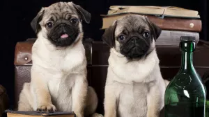 Мопсы и бутылка