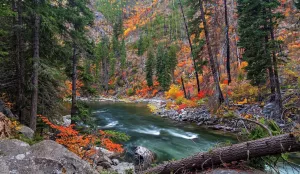 Быстрая река в лесу