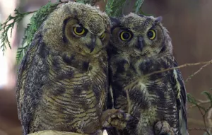 Две совы на дереве