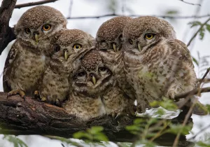 Кучка сычей