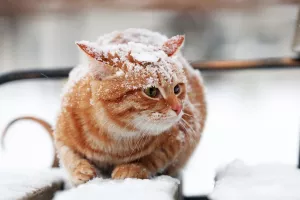 Снежный Рыжик