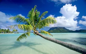 Пальма у воды