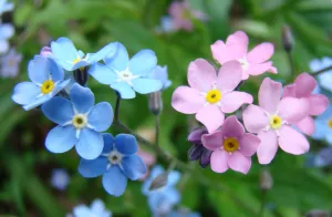 Незабудки нежные цветы