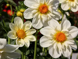 Белый георгин