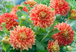 Огненные георгины