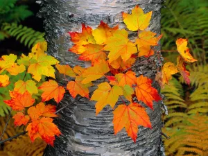 Листья на стволе