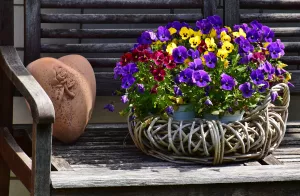 Разноцветные фиалки в корзинке